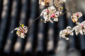 Magnolia Flowers in Full Bloom