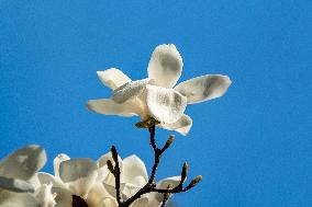 Magnolia Flowers in Full Bloom