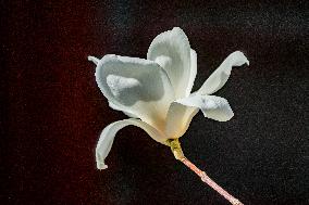 Magnolia Flowers in Full Bloom