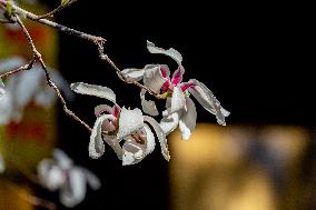 Magnolia Flowers in Full Bloom