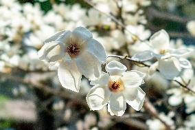 Magnolia Flowers in Full Bloom