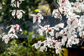 Magnolia Flowers in Full Bloom