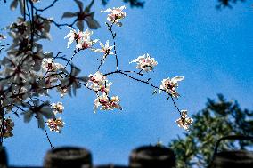 Magnolia Flowers in Full Bloom