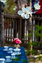 Magnolia Flowers in Full Bloom