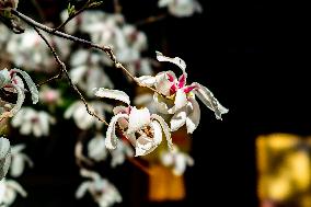 Magnolia Flowers in Full Bloom