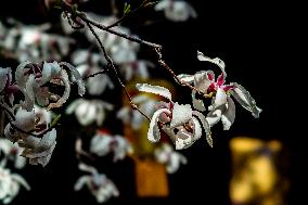 Magnolia Flowers in Full Bloom