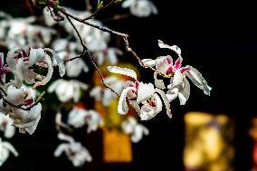 Magnolia Flowers in Full Bloom