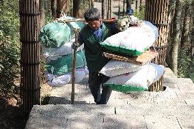 Huangshan Mountain Picker