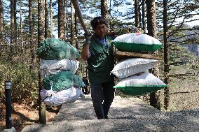 Huangshan Mountain Picker