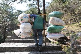 Huangshan Mountain Picker