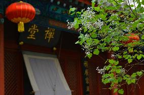 Lilac Flowers Bloom At Fayuan Temple