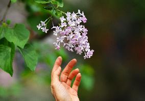 Lilac Flowers Bloom At Fayuan Temple