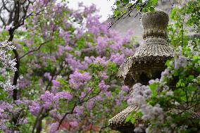 Lilac Flowers Bloom At Fayuan Temple