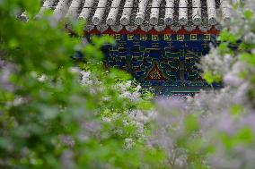 Lilac Flowers Bloom At Fayuan Temple