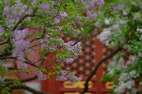 Lilac Flowers Bloom At Fayuan Temple