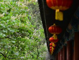 Lilac Flowers Bloom At Fayuan Temple