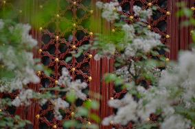 Lilac Flowers Bloom At Fayuan Temple