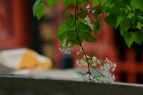 Lilac Flowers Bloom At Fayuan Temple