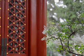 Lilac Flowers Bloom At Fayuan Temple