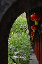 Lilac Flowers Bloom At Fayuan Temple