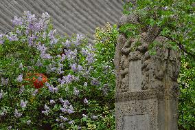 Lilac Flowers Bloom At Fayuan Temple