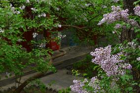 Lilac Flowers Bloom At Fayuan Temple