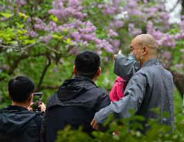 Lilac Flowers Bloom At Fayuan Temple