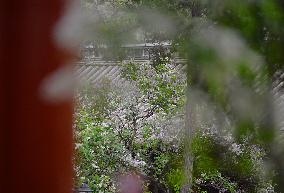 Lilac Flowers Bloom At Fayuan Temple