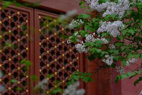 Lilac Flowers Bloom At Fayuan Temple