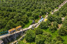 Navel Orange in Spring