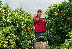 Navel Orange in Spring