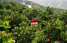 Navel Orange in Spring