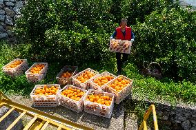 Navel Orange in Spring