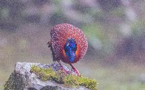Temminck Tragopan