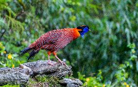 Temminck Tragopan