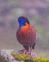Temminck Tragopan