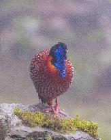 Temminck Tragopan