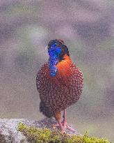 Temminck Tragopan