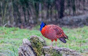 Temminck Tragopan