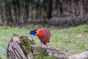 Temminck Tragopan