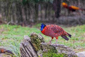 Temminck Tragopan