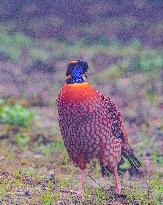 Temminck Tragopan