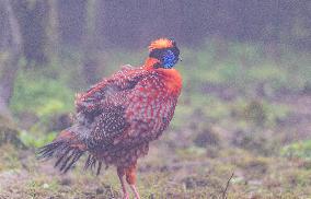 Temminck Tragopan