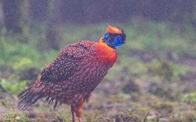 Temminck Tragopan