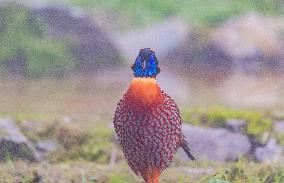 Temminck Tragopan