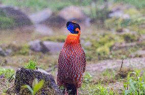 Temminck Tragopan