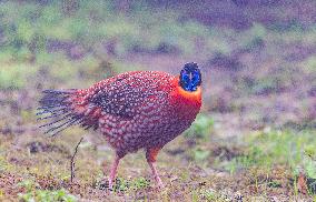 Temminck Tragopan