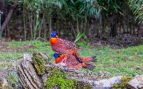 Temminck Tragopan