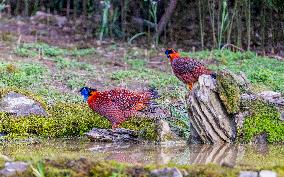 Temminck Tragopan