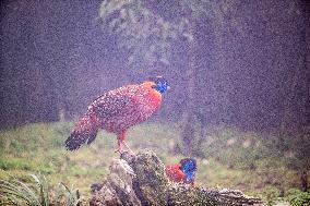 Temminck Tragopan